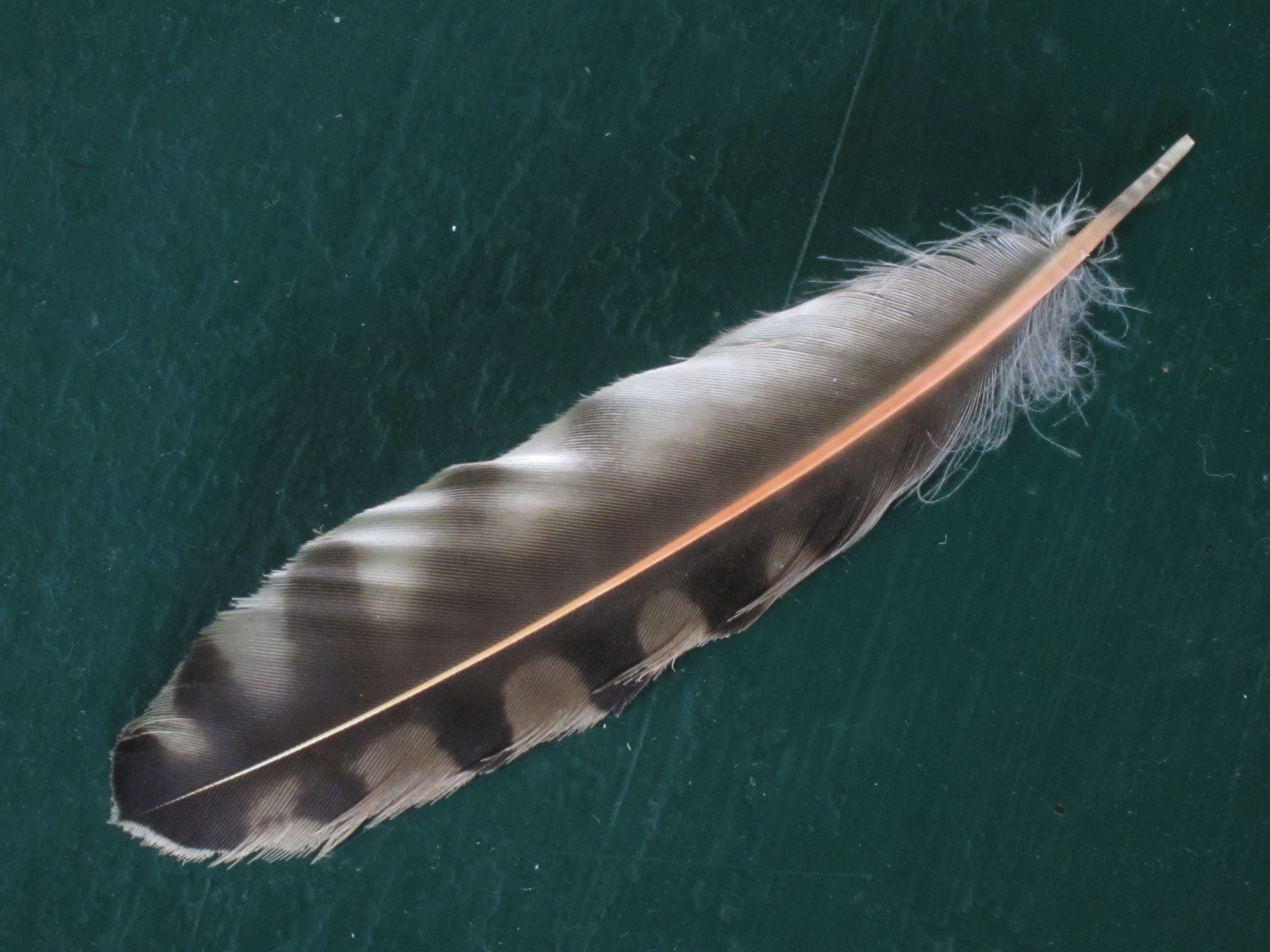 a feather, photograph by Michele Harvey
